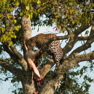 Leopardo comiendo una gacela que cazó durante la noche anterior. Todo un espectáculo! • <a style="font-size:0.8em;" href="http://www.flickr.com/photos/96122682@N08/37908487746/" target="_blank">View on Flickr</a>