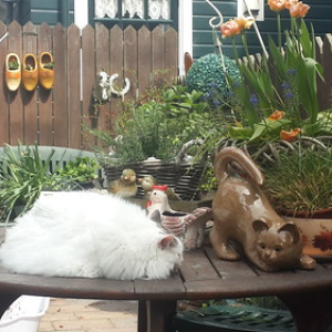 Gatos Gatos • <a style="font-size:0.8em;" href="http://www.flickr.com/photos/96122682@N08/40813821400/" target="_blank">View on Flickr</a>