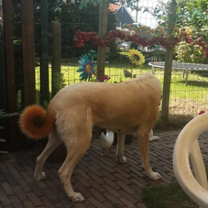 Perros psicodelicos Perros psicodelicos • <a style="font-size:0.8em;" href="http://www.flickr.com/photos/96122682@N08/41721334565/" target="_blank">View on Flickr</a>