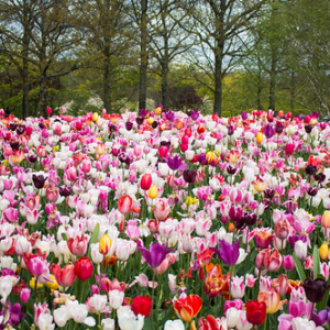 Llegó la primavera otra vez! Llegó la primavera otra vez! • <a style="font-size:0.8em;" href="http://www.flickr.com/photos/96122682@N08/41903524314/" target="_blank">View on Flickr</a>