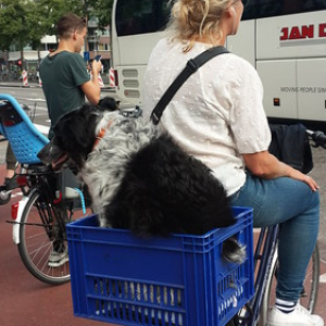 • <a style="font-size:0.8em;" href="http://www.flickr.com/photos/96122682@N08/41721333505/" target="_blank">View on Flickr</a>