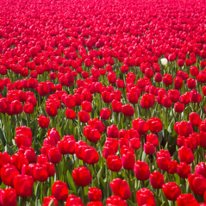 • <a style="font-size:0.8em;" href="http://www.flickr.com/photos/96122682@N08/41903449464/" target="_blank">View on Flickr</a>