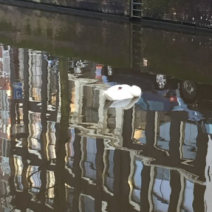 Cisne durmiendo Cisne durmiendo • <a style="font-size:0.8em;" href="http://www.flickr.com/photos/96122682@N08/42621987141/" target="_blank">View on Flickr</a>