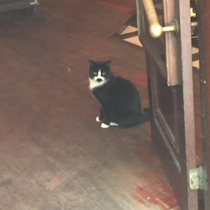 El Gato de Hitler El Gato de Hitler • <a style="font-size:0.8em;" href="http://www.flickr.com/photos/96122682@N08/40813797470/" target="_blank">View on Flickr</a>