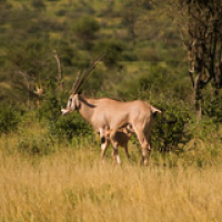 Orice Beisa Orice Beisa • <a style="font-size:0.8em;" href="http://www.flickr.com/photos/96122682@N08/26176986209/" target="_blank">View on Flickr</a>