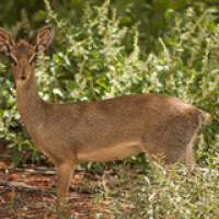 Dicdic de Kirk Dicdic de Kirk • <a style="font-size:0.8em;" href="http://www.flickr.com/photos/96122682@N08/26177033329/" target="_blank">View on Flickr</a>