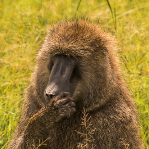 Papión oliva o papión de Anubis. Papión oliva o papión de Anubis. • <a style="font-size:0.8em;" href="http://www.flickr.com/photos/96122682@N08/37961938961/" target="_blank">View on Flickr</a>