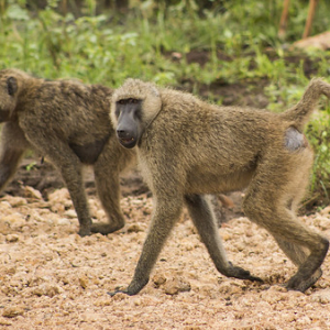 Estos simpáticos monitos (si estan lejos de tus cosas) son tecnicamente llamados como papión oliva o papión de Anubis. Estos simpáticos monitos (si estan lejos de tus cosas) son tecnicamente llamados como papión oliva o papión de Anubis. • <a style="font-size:0.8em;" href="http://www.flickr.com/photos/96122682@N08/26176266629/" target="_blank">View on Flickr</a>