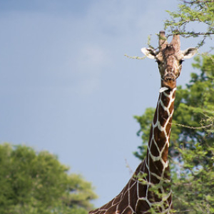 Jirafa somalí o reticulada sacando la lengua. Jirafa somalí o reticulada sacando la lengua. • <a style="font-size:0.8em;" href="http://www.flickr.com/photos/96122682@N08/37242456134/" target="_blank">View on Flickr</a>