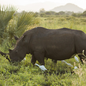 Rinoceronte blanco. Su nombre deriva de "wide" que en inglés significa ancho (debido a lo ancho de su boca), similar a "white" que en el mismo idioma quiere decir blanco. Del boca en boca este término se fue deformando, pasando de wide (ancho) a white (bl Rinoceronte blanco. Su nombre deriva de "wide" que en inglés significa ancho (debido a lo ancho de su boca), similar a "white" que en el mismo idioma quiere decir blanco. Del boca en boca este término se fue deformando, pasando de wide (ancho) a white (bl • <a style="font-size:0.8em;" href="http://www.flickr.com/photos/96122682@N08/37242469554/" target="_blank">View on Flickr</a>