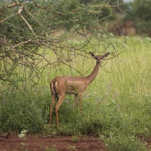 Gerenuc o gacela jirafa Gerenuc o gacela jirafa • <a style="font-size:0.8em;" href="http://www.flickr.com/photos/96122682@N08/37242489774/" target="_blank">View on Flickr</a>