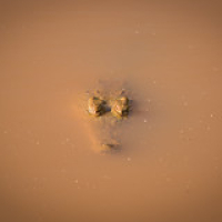 Cocodrilo del Nilo Cocodrilo del Nilo • <a style="font-size:0.8em;" href="http://www.flickr.com/photos/96122682@N08/37243154564/" target="_blank">View on Flickr</a>