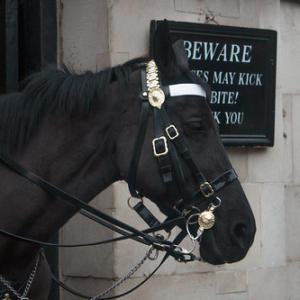 Se ha visto alguna vez un caballo más triste? Se ha visto alguna vez un caballo más triste? • <a style="font-size:0.8em;" href="http://www.flickr.com/photos/96122682@N08/37288034164/" target="_blank">View on Flickr</a>