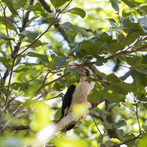 Toco de pico rojo, o más conocido como Zazu! Toco de pico rojo, o más conocido como Zazu! • <a style="font-size:0.8em;" href="http://www.flickr.com/photos/96122682@N08/37898402916/" target="_blank">View on Flickr</a>