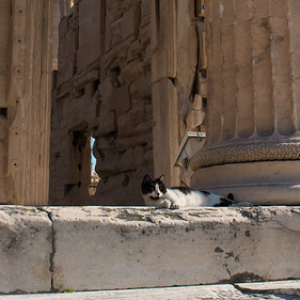 Los únicos privilegiados que tienen acceso a deambular y posar sobre miles de años de historia Los únicos privilegiados que tienen acceso a deambular y posar sobre miles de años de historia • <a style="font-size:0.8em;" href="http://www.flickr.com/photos/96122682@N08/37304978514/" target="_blank">View on Flickr</a>