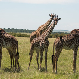 Jirafa Masaai Jirafa Masaai • <a style="font-size:0.8em;" href="http://www.flickr.com/photos/96122682@N08/37252447594/" target="_blank">View on Flickr</a>