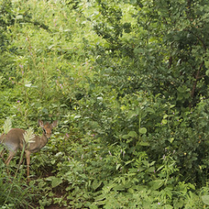 Madoqua o dicdic. Es más pequeño de la familia de los antílopes. Madoqua o dicdic. Es más pequeño de la familia de los antílopes. • <a style="font-size:0.8em;" href="http://www.flickr.com/photos/96122682@N08/37951740271/" target="_blank">View on Flickr</a>
