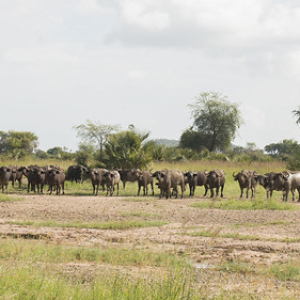 Bufalo cafre, africano o de El Cabo. Bufalo cafre, africano o de El Cabo. • <a style="font-size:0.8em;" href="http://www.flickr.com/photos/96122682@N08/24100758508/" target="_blank">View on Flickr</a>