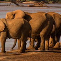 Cada mañana cada familia se acerca al río a beber agua. Cada mañana cada familia se acerca al río a beber agua. • <a style="font-size:0.8em;" href="http://www.flickr.com/photos/96122682@N08/26176992209/" target="_blank">View on Flickr</a>