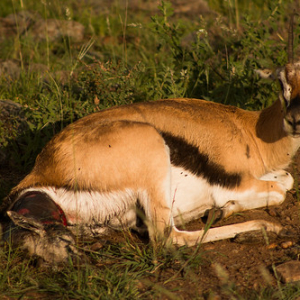 Gacela bebe no sobrevivió al parto Gacela bebe no sobrevivió al parto • <a style="font-size:0.8em;" href="http://www.flickr.com/photos/96122682@N08/37252383394/" target="_blank">View on Flickr</a>