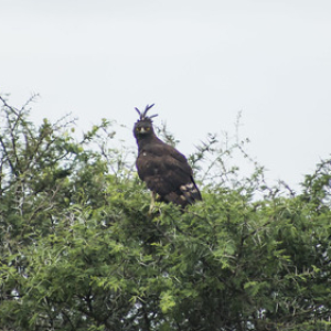 Águila crestilarga Águila crestilarga • <a style="font-size:0.8em;" href="http://www.flickr.com/photos/96122682@N08/37898434506/" target="_blank">View on Flickr</a>
