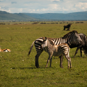 • <a style="font-size:0.8em;" href="http://www.flickr.com/photos/96122682@N08/24111636148/" target="_blank">View on Flickr</a>