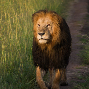 El verdadero rey león El verdadero rey león • <a style="font-size:0.8em;" href="http://www.flickr.com/photos/96122682@N08/26186583059/" target="_blank">View on Flickr</a>