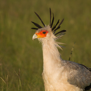 Secretario Secretario • <a style="font-size:0.8em;" href="http://www.flickr.com/photos/96122682@N08/37962004141/" target="_blank">View on Flickr</a>