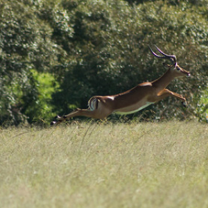 Impala macho corriendo! • <a style="font-size:0.8em;" href="http://www.flickr.com/photos/96122682@N08/26186493189/" target="_blank">View on Flickr</a>
