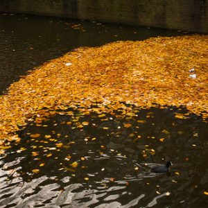 Las hojas y las aves juegan a hacer formas en los canales (lamentablemente hay gente que aporta con su basura también) Las hojas y las aves juegan a hacer formas en los canales (lamentablemente hay gente que aporta con su basura también) • <a style="font-size:0.8em;" href="http://www.flickr.com/photos/96122682@N08/37280321404/" target="_blank">View on Flickr</a>