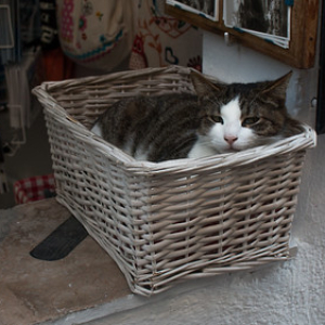 Gente relajada Parte IV Gente relajada Parte IV • <a style="font-size:0.8em;" href="http://www.flickr.com/photos/96122682@N08/26240155579/" target="_blank">View on Flickr</a>