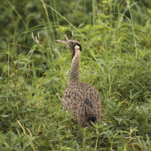Red crested bustard Red crested bustard • <a style="font-size:0.8em;" href="http://www.flickr.com/photos/96122682@N08/37242492964/" target="_blank">View on Flickr</a>