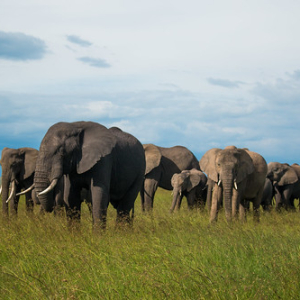 Familia de elefantes Familia de elefantes • <a style="font-size:0.8em;" href="http://www.flickr.com/photos/96122682@N08/37252315424/" target="_blank">View on Flickr</a>