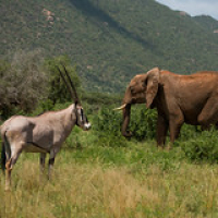 Dos habitantes típicos de Samburu, juntos • <a style="font-size:0.8em;" href="http://www.flickr.com/photos/96122682@N08/37899224636/" target="_blank">View on Flickr</a>