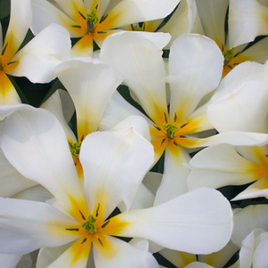 • <a style="font-size:0.8em;" href="http://www.flickr.com/photos/96122682@N08/26188359819/" target="_blank">View on Flickr</a>