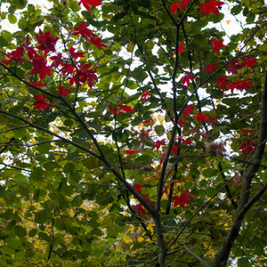 Vondelpark Vondelpark • <a style="font-size:0.8em;" href="http://www.flickr.com/photos/96122682@N08/37989244851/" target="_blank">View on Flickr</a>