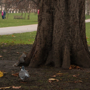 Parque de St. James Parque de St. James • <a style="font-size:0.8em;" href="http://www.flickr.com/photos/96122682@N08/37997210941/" target="_blank">View on Flickr</a>