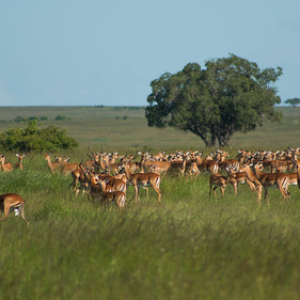 Un grupo de hembras, liderado por un solo macho, y un grupo de machos solteros tratando de conquistar hembras de este grupo Un grupo de hembras, liderado por un solo macho, y un grupo de machos solteros tratando de conquistar hembras de este grupo • <a style="font-size:0.8em;" href="http://www.flickr.com/photos/96122682@N08/26186490039/" target="_blank">View on Flickr</a>