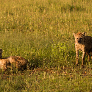 Hiena manchada Hiena manchada • <a style="font-size:0.8em;" href="http://www.flickr.com/photos/96122682@N08/24110927818/" target="_blank">View on Flickr</a>