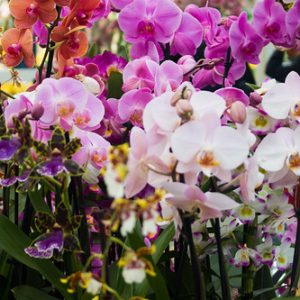 • <a style="font-size:0.8em;" href="http://www.flickr.com/photos/96122682@N08/24113074388/" target="_blank">View on Flickr</a>