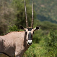 Orice Beisa Orice Beisa • <a style="font-size:0.8em;" href="http://www.flickr.com/photos/96122682@N08/37243161584/" target="_blank">View on Flickr</a>