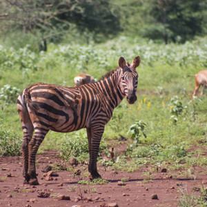 Y cebra de perfil Y cebra de perfil • <a style="font-size:0.8em;" href="http://www.flickr.com/photos/96122682@N08/37898527686/" target="_blank">View on Flickr</a>