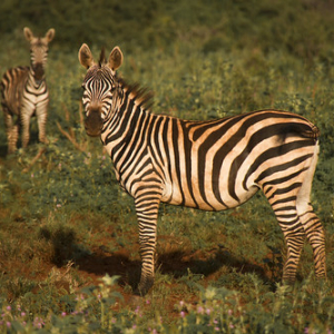 • <a style="font-size:0.8em;" href="http://www.flickr.com/photos/96122682@N08/24100773298/" target="_blank">View on Flickr</a>