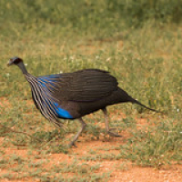 Pintada vulturina Pintada vulturina • <a style="font-size:0.8em;" href="http://www.flickr.com/photos/96122682@N08/37952475831/" target="_blank">View on Flickr</a>