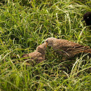 • <a style="font-size:0.8em;" href="http://www.flickr.com/photos/96122682@N08/37961952181/" target="_blank">View on Flickr</a>