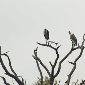 Marabú africano Marabú africano • <a style="font-size:0.8em;" href="http://www.flickr.com/photos/96122682@N08/37242530004/" target="_blank">View on Flickr</a>