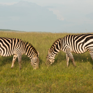 • <a style="font-size:0.8em;" href="http://www.flickr.com/photos/96122682@N08/24110932258/" target="_blank">View on Flickr</a>