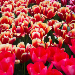 • <a style="font-size:0.8em;" href="http://www.flickr.com/photos/96122682@N08/24113055788/" target="_blank">View on Flickr</a>