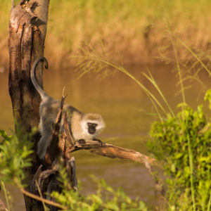 Cercopiteco verde Cercopiteco verde • <a style="font-size:0.8em;" href="http://www.flickr.com/photos/96122682@N08/37252380974/" target="_blank">View on Flickr</a>