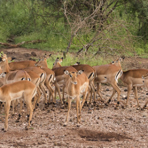 Grupo de impalas hembras con un solo macho • <a style="font-size:0.8em;" href="http://www.flickr.com/photos/96122682@N08/37951698801/" target="_blank">View on Flickr</a>